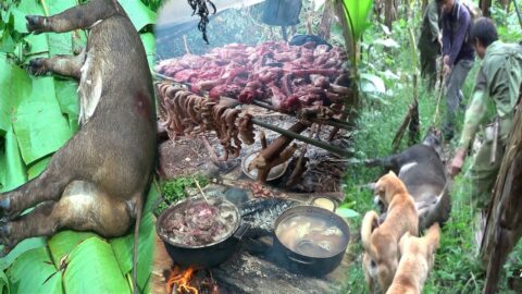 Hunting yos hav zoov tua npua teb tau tu loj heev