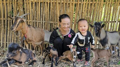 Single mother: The first baby goat was born on the farm - harvesting melons to sell at the market