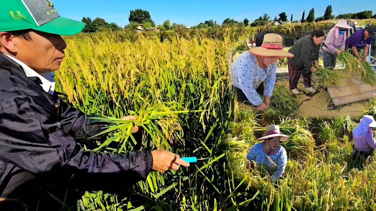 HMONG AMERICAN  FARMING  HARVEST RICE IN MERCED CALIFORNIA 10/11/ 2024